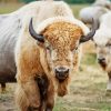 White Bison Animal paint by numbers