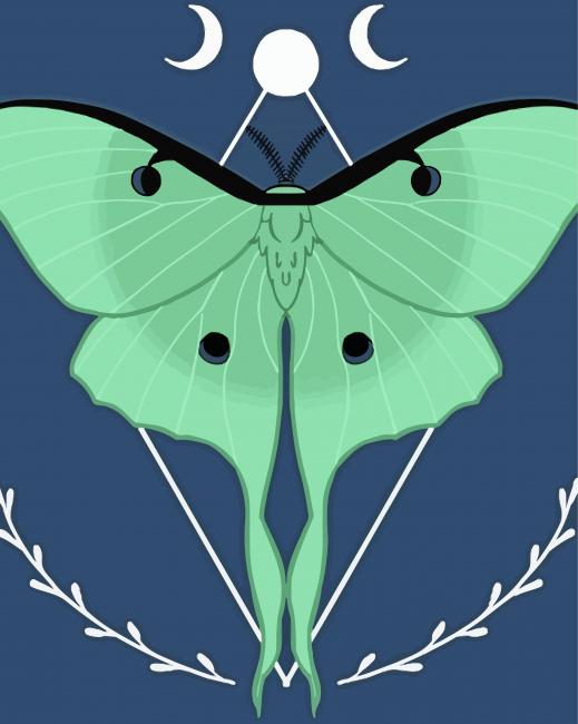 Luna Moth paint by numbers