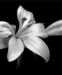 Black And White Flowers paint by numbers
