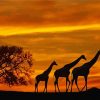 Giraffes Animals Sunset paint by numbers