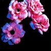 Pink Flowers With Black Background paint by numbers