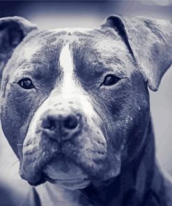 Black And White Blue Staffy Paint By Number