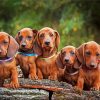 Cute Daschound Puppies Paint By Numbers