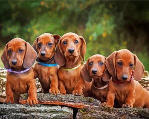 Cute Daschound Puppies Paint By Numbers