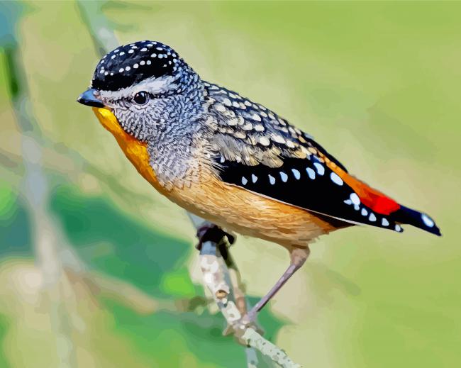 Pardalote Bird Paint By Number