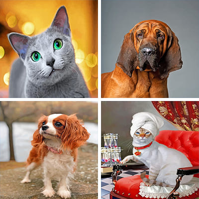 pets paint by numbers 