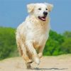 English Cream Golden Retriever Paint By Number