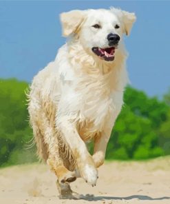 English Cream Golden Retriever Paint By Number