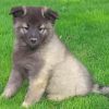 Adorable Keeshond Puppy Paint By Numbers
