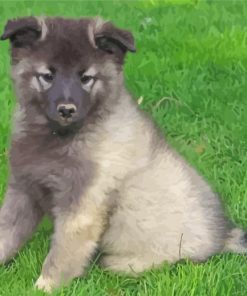 Adorable Keeshond Puppy Paint By Numbers