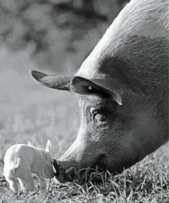 Black And White Pig Paint By Number