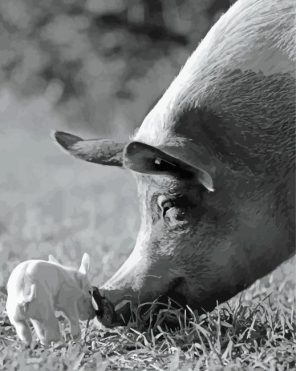 Black And White Pig Paint By Number