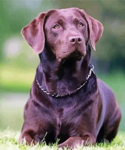 Chocolate Labrador Paint By Number