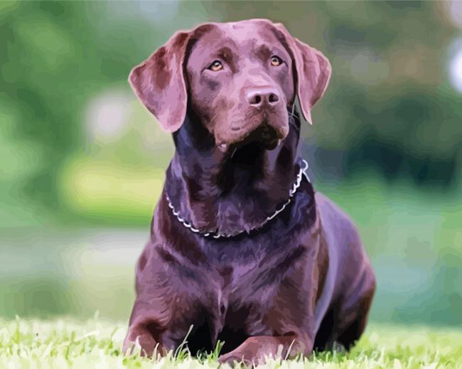 Chocolate Labrador Paint By Number