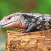 Close Up Blue Tongued Skink Paint By Number