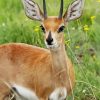 Cute Steenbok Animal Paint By Number