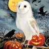 Halloween White Owl Paint By Number