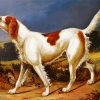 Irish Red White Setter Dog Paint By Number