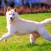 Jindo Dog Paint By Number