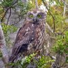 Morepork Paint By Number