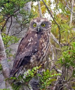 Morepork Paint By Number