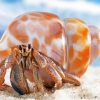 Shell Hermit Crab Paint By Number