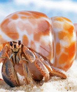 Shell Hermit Crab Paint By Number