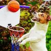 Sport Dog Playing Basketball Paint By Number