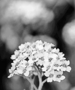 Black And White Alyssum Paint By Number