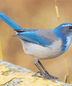 Blue Scrub Jay Paint By Number