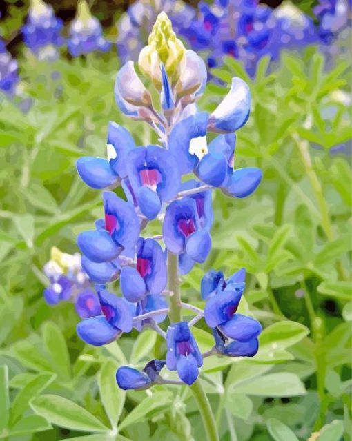 Bluebonnets Texas Flower Paint By Number