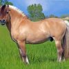 Norwegian Fjord Horse Paint By Number