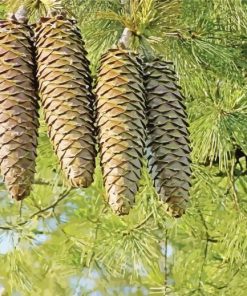 Pine Cones Paint By Number