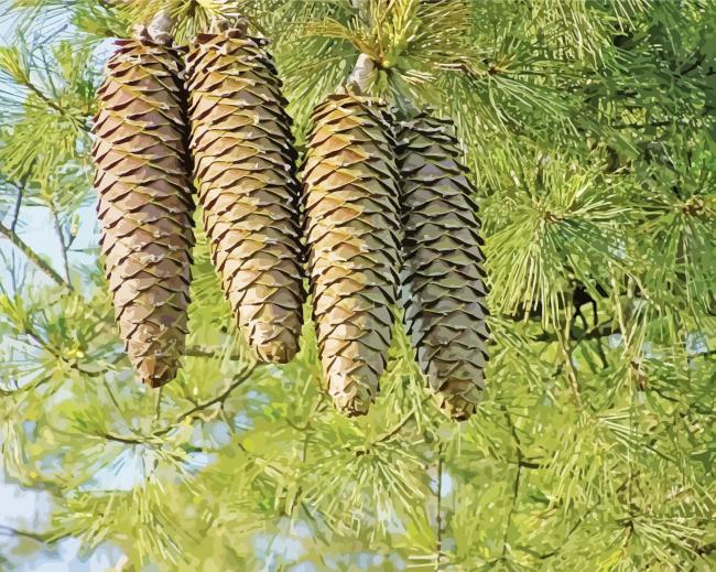 Pine Cones Paint By Number